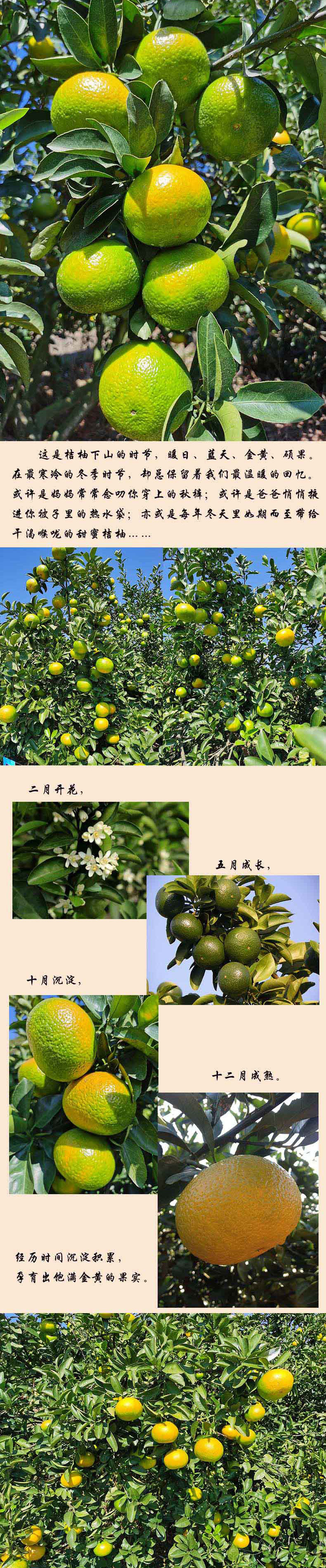 黄知桔柚来